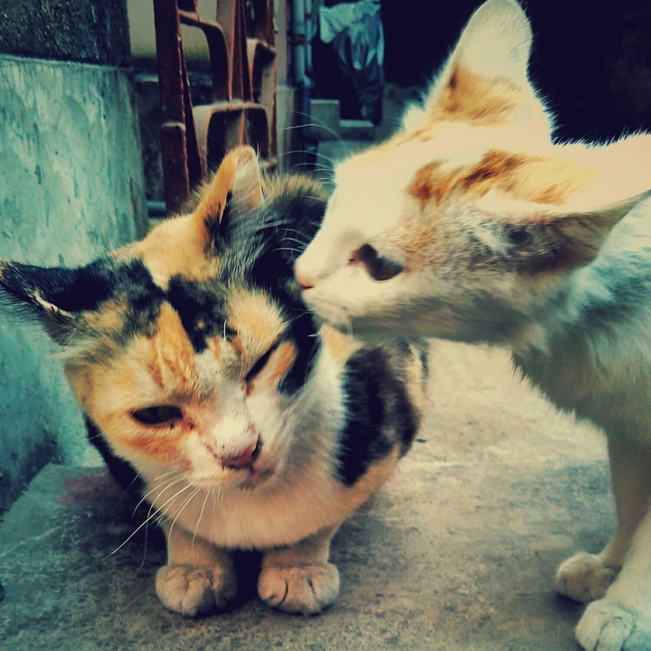 cats in love