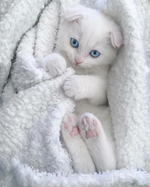pure white