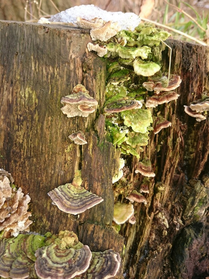 Baumpilze