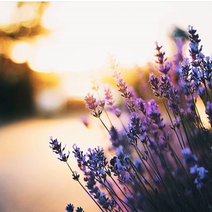 flowers in my heart❤