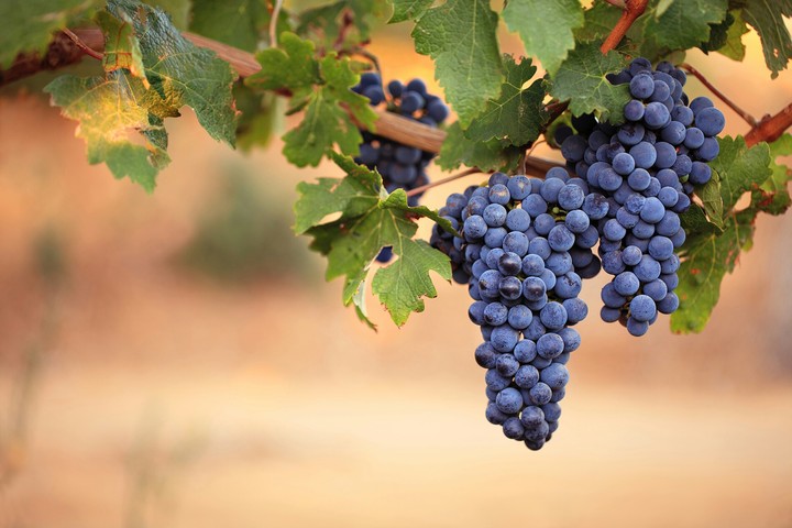 Black grapes