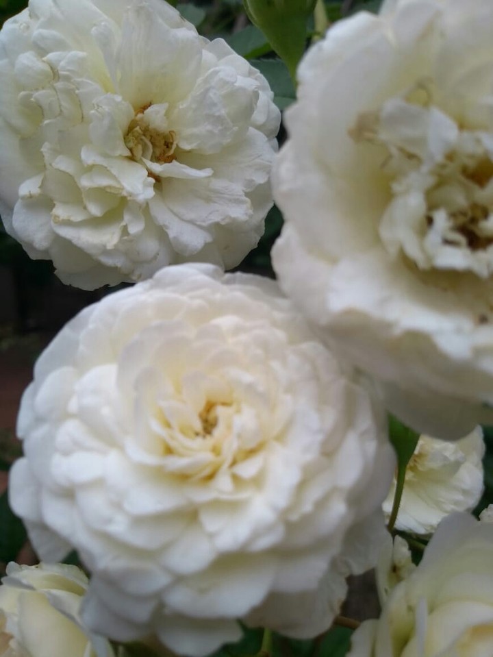 Rosa