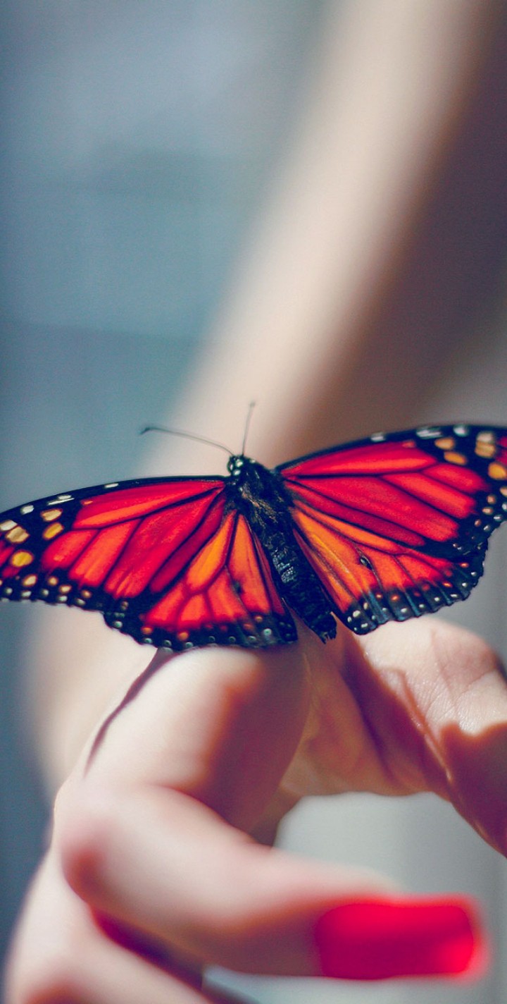 butterfly ❣️❣️