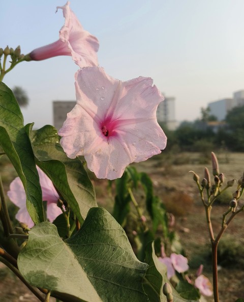 morningglories, wildflower वॉलपेपर