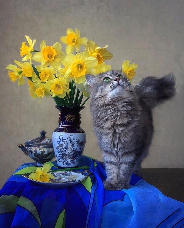 #cat