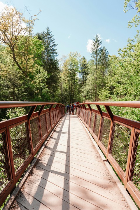 тапети handrail, forest