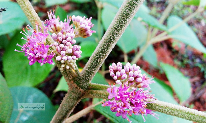 joungle flower