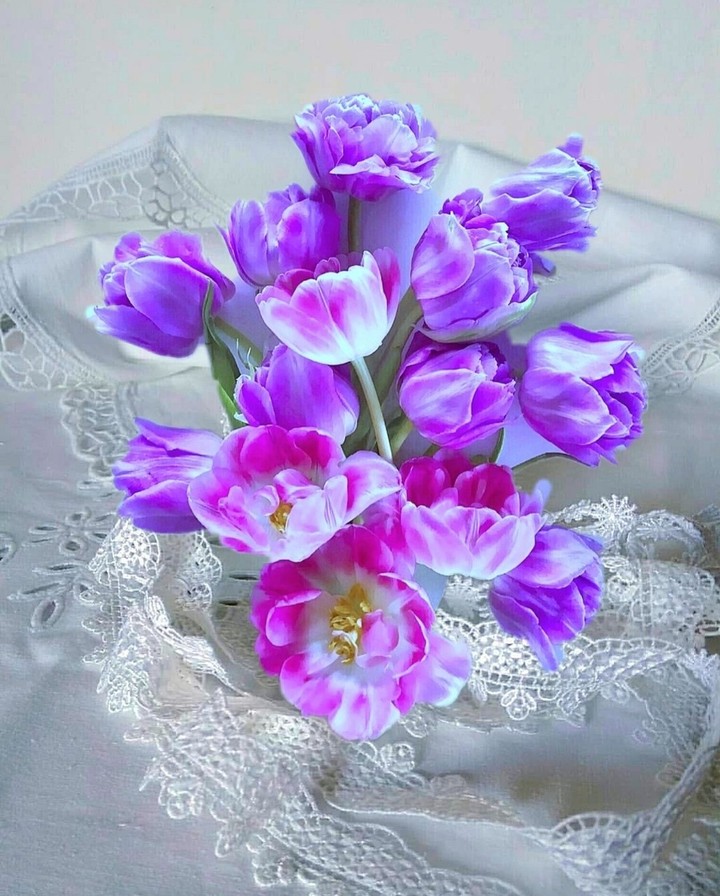 tulip