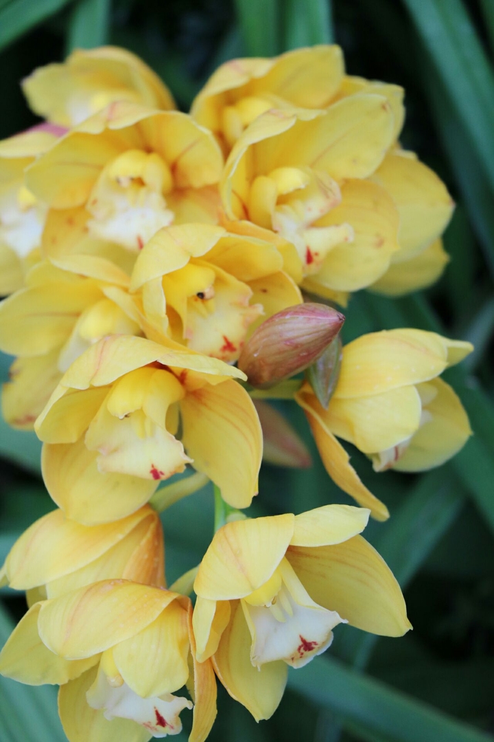 yellow orchids