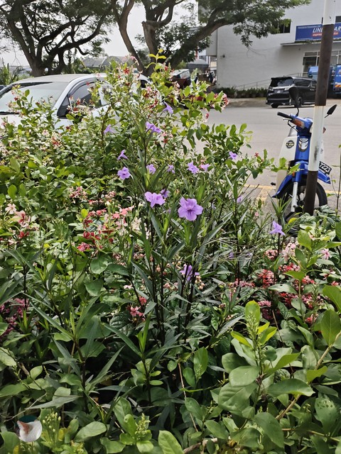 Plant_stem, Perennial_plant, Pedicel