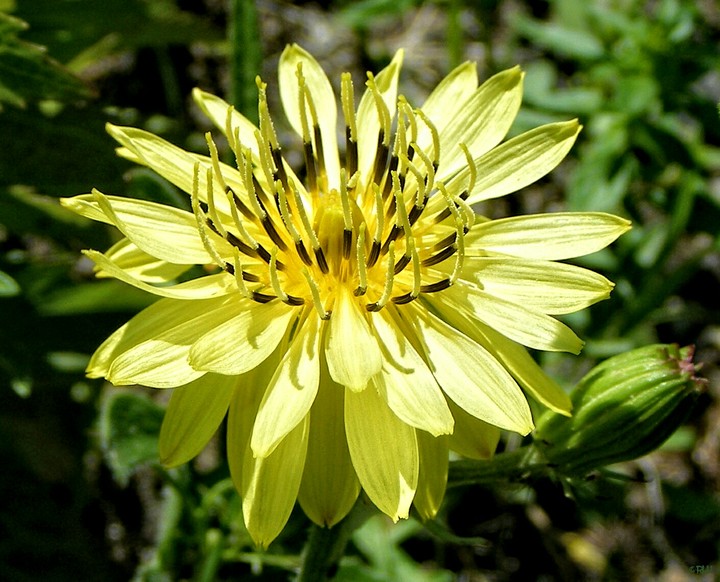 dandelion