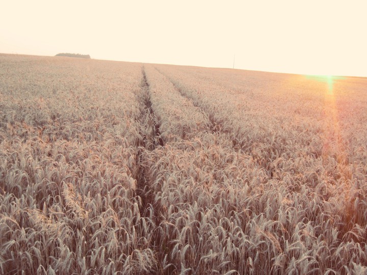 Grain and sun
