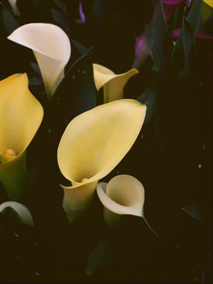 yellow