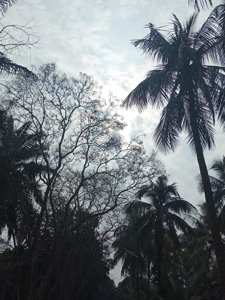 Nature