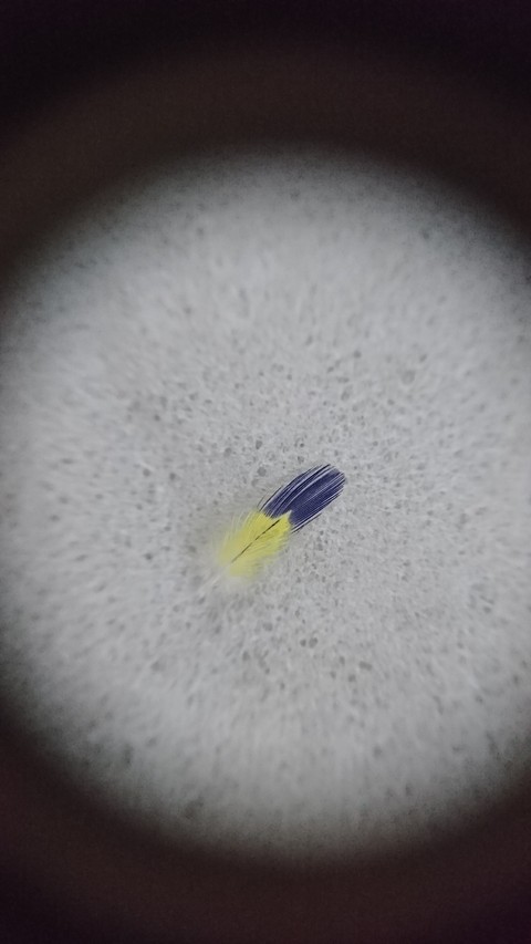 feather
