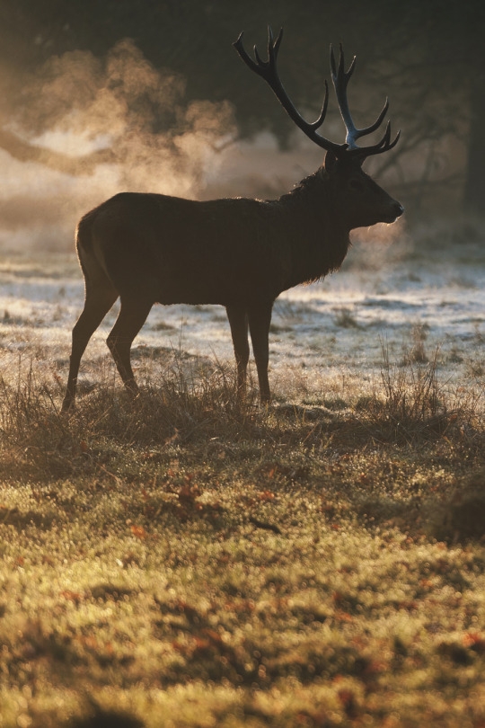 wildlife