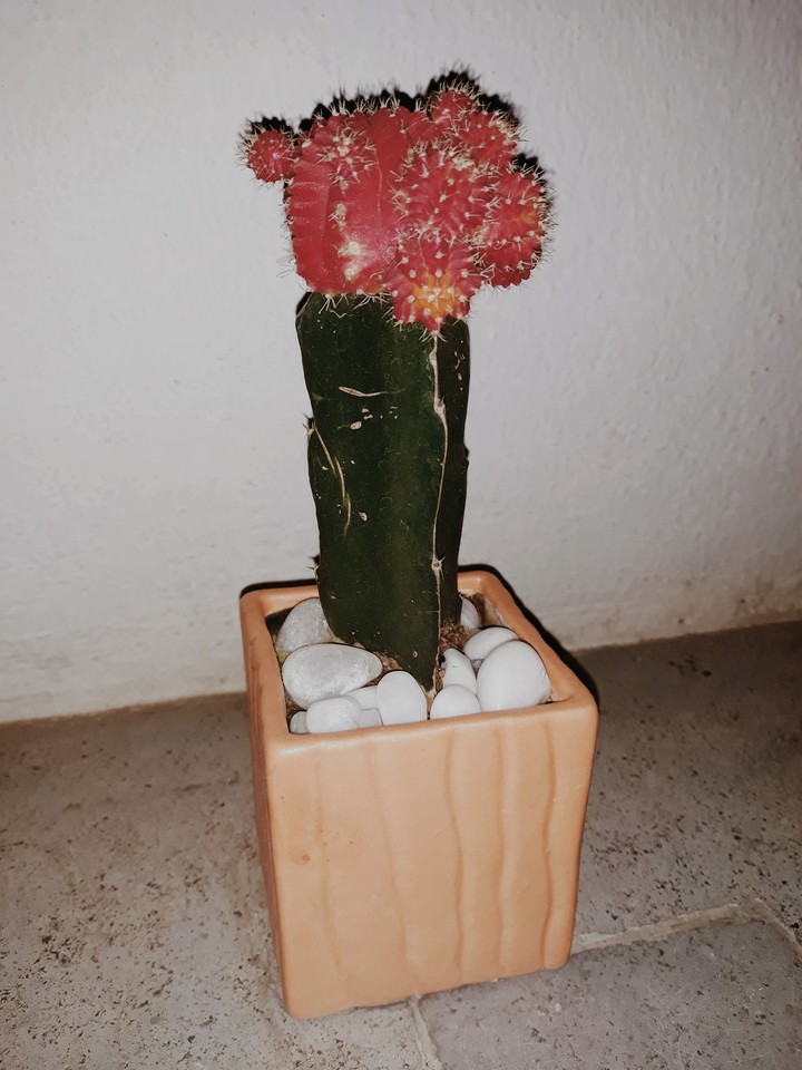 wild tiny cactus