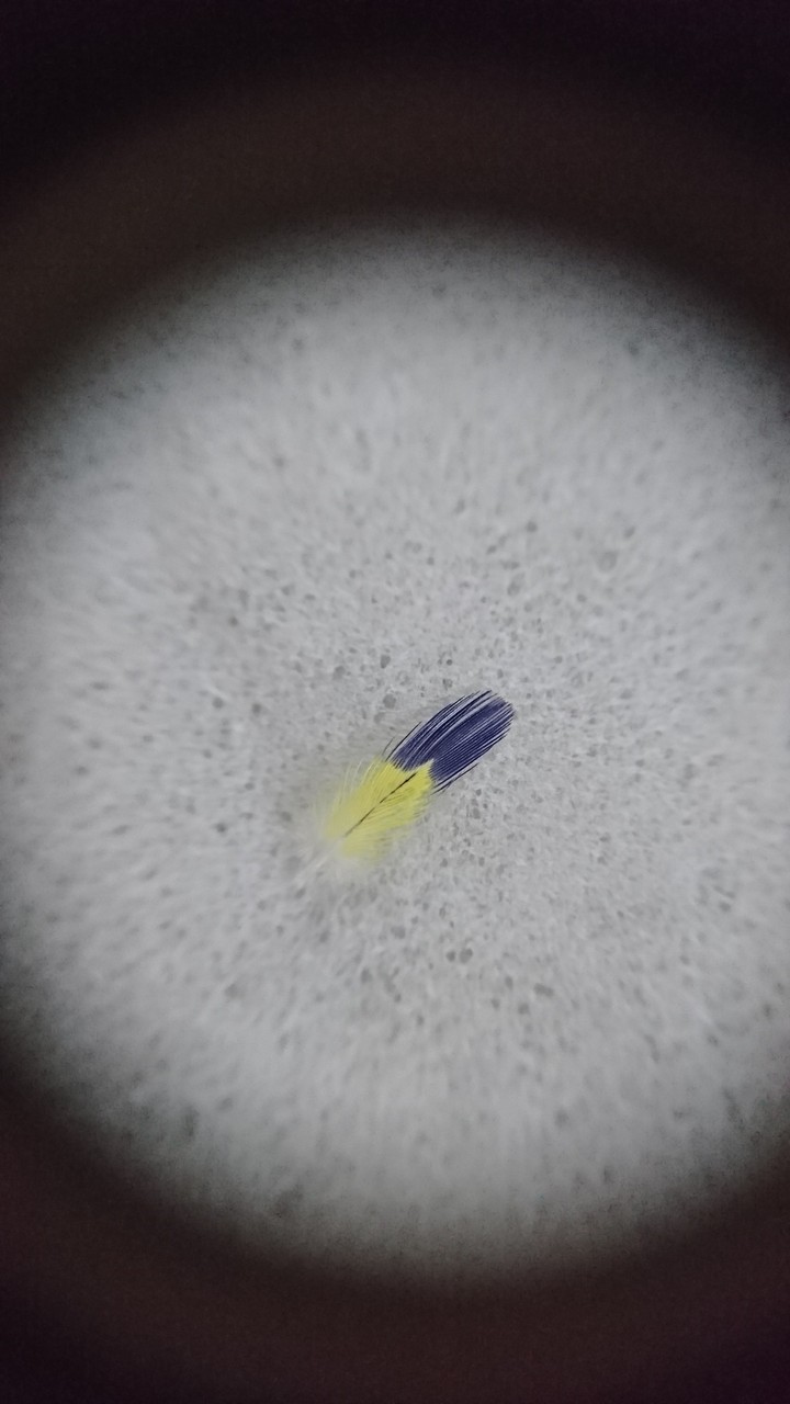 feather