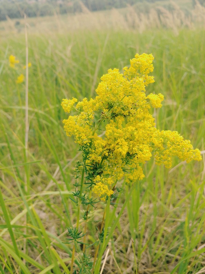 unknown plants