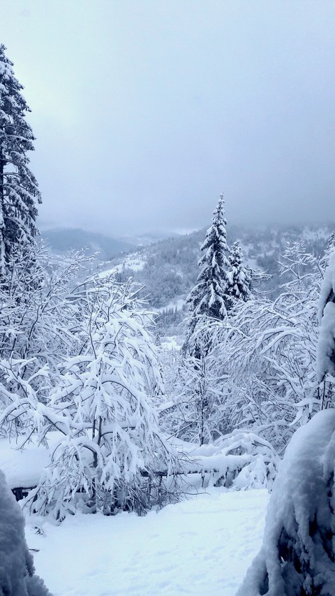 Winter in Carpathian