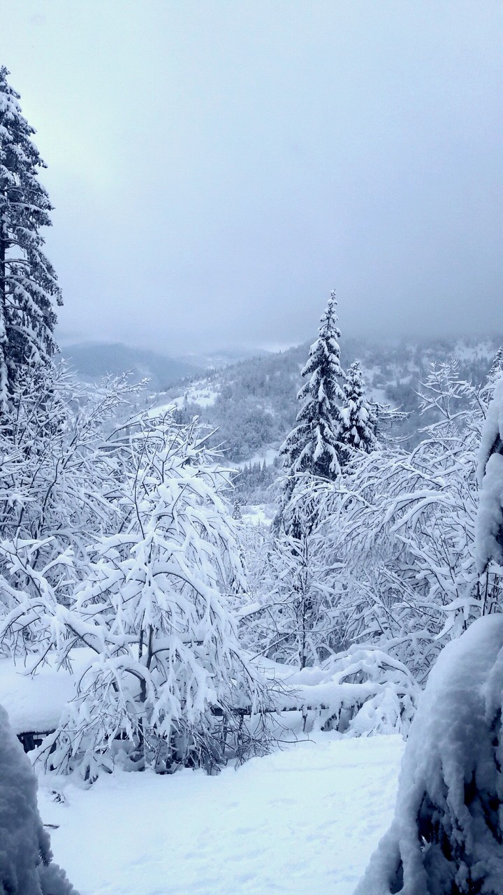 Winter in Carpathian
