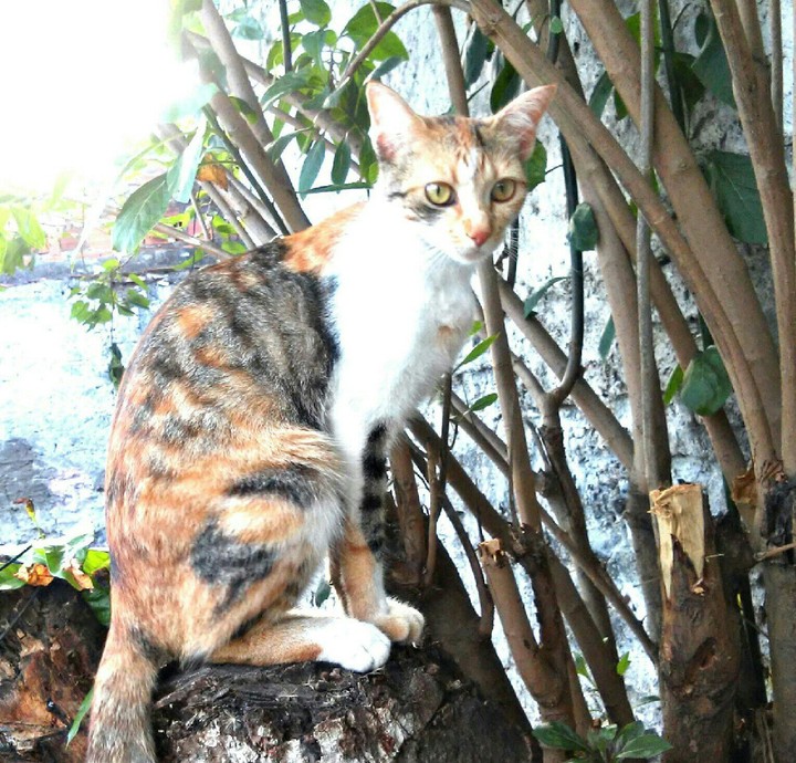 amora