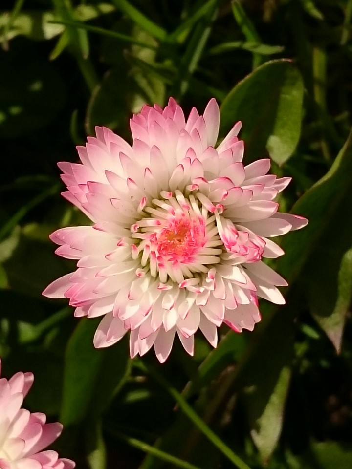 Gänseblümchen rosa