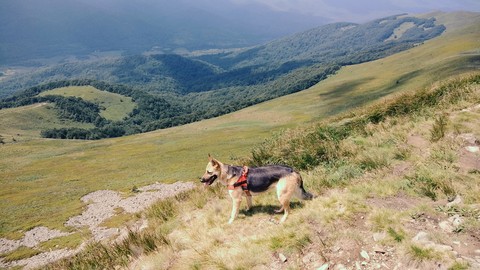 Mountain