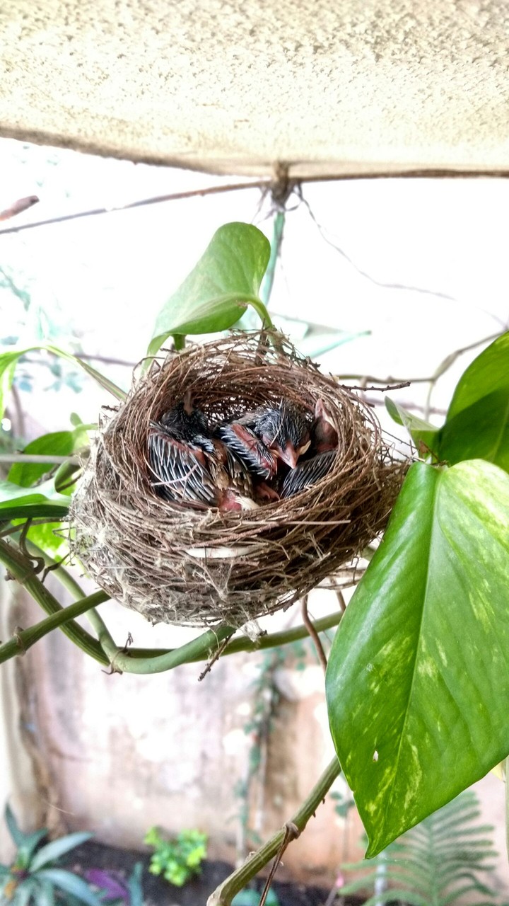 love Bird's