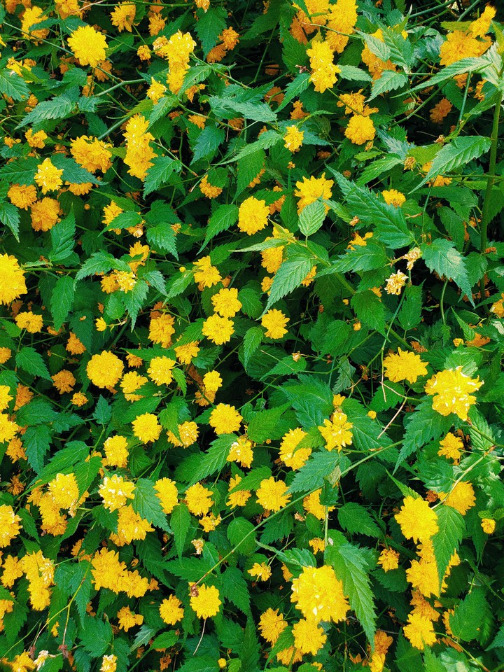 love yellow