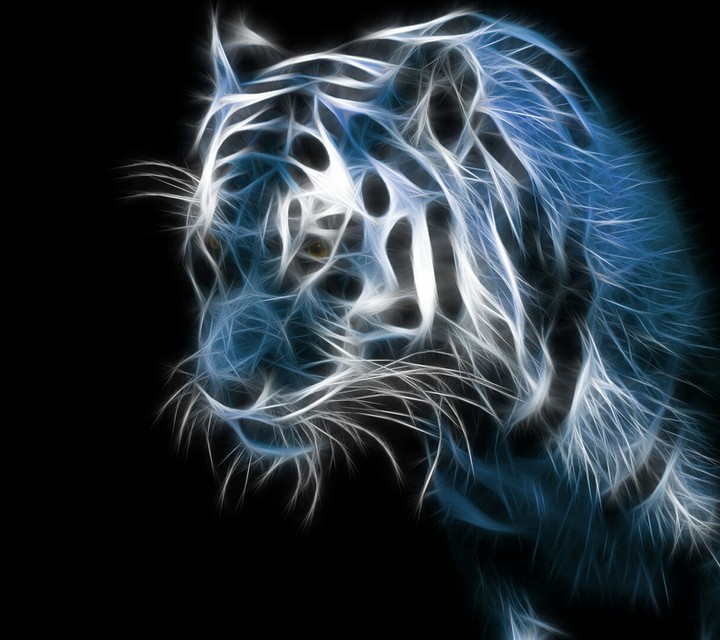 tigers