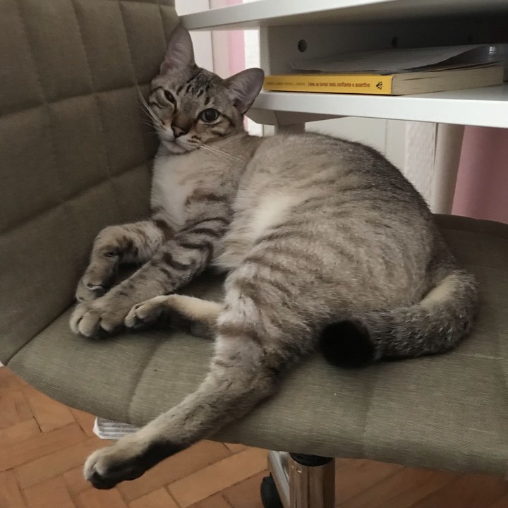 Gato Preguiçoso