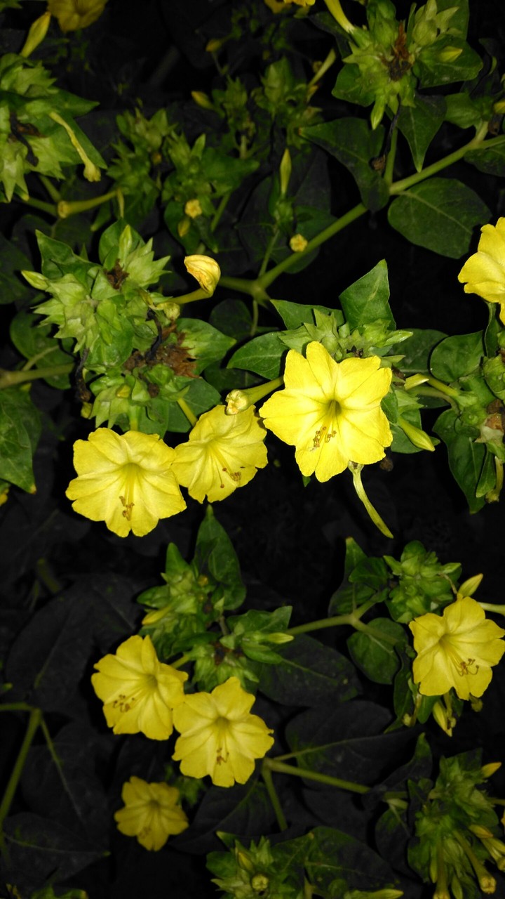 flowers