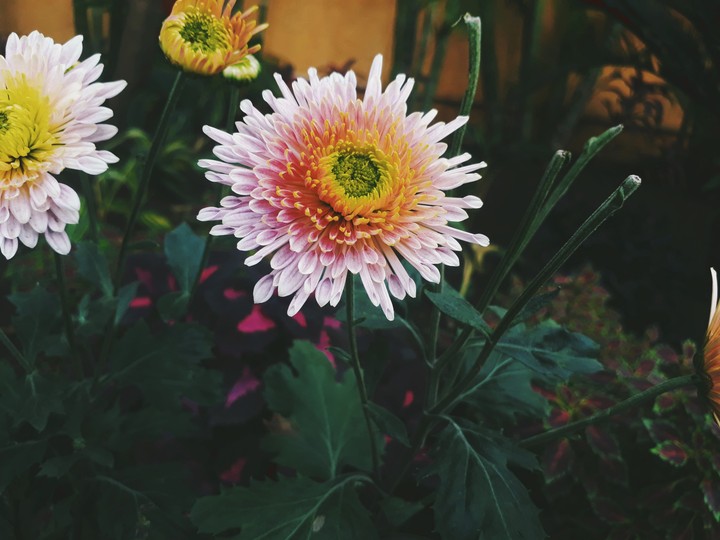 flowra