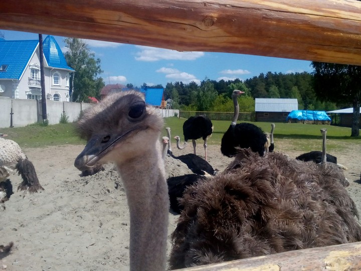 summers ostrich