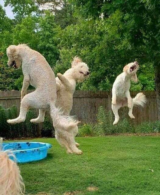 Dog Party