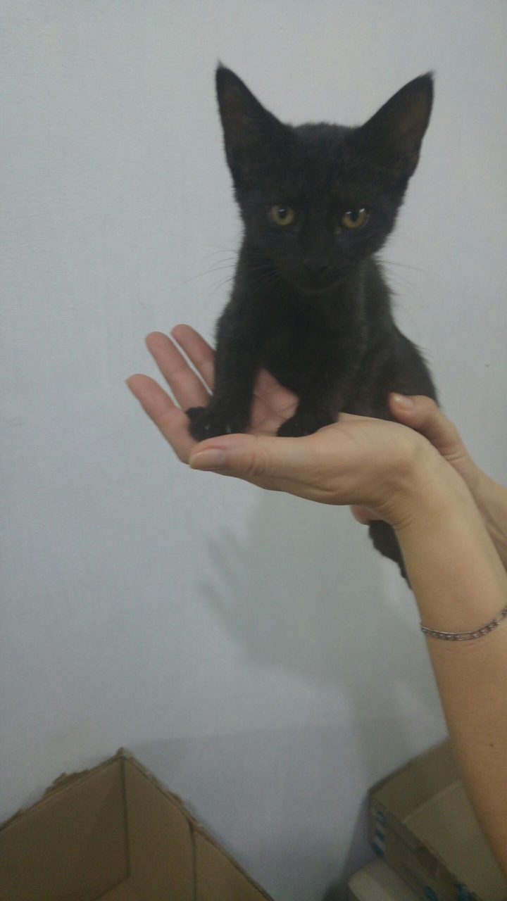 foxie