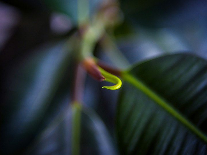 Leaf