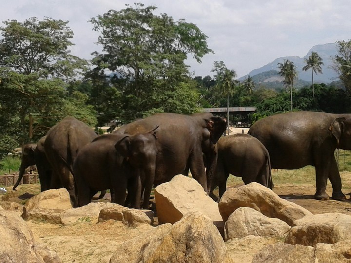 pinnawala elephant orphanage