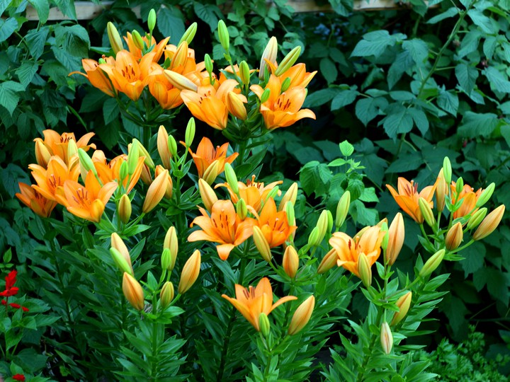 Yellow lilies