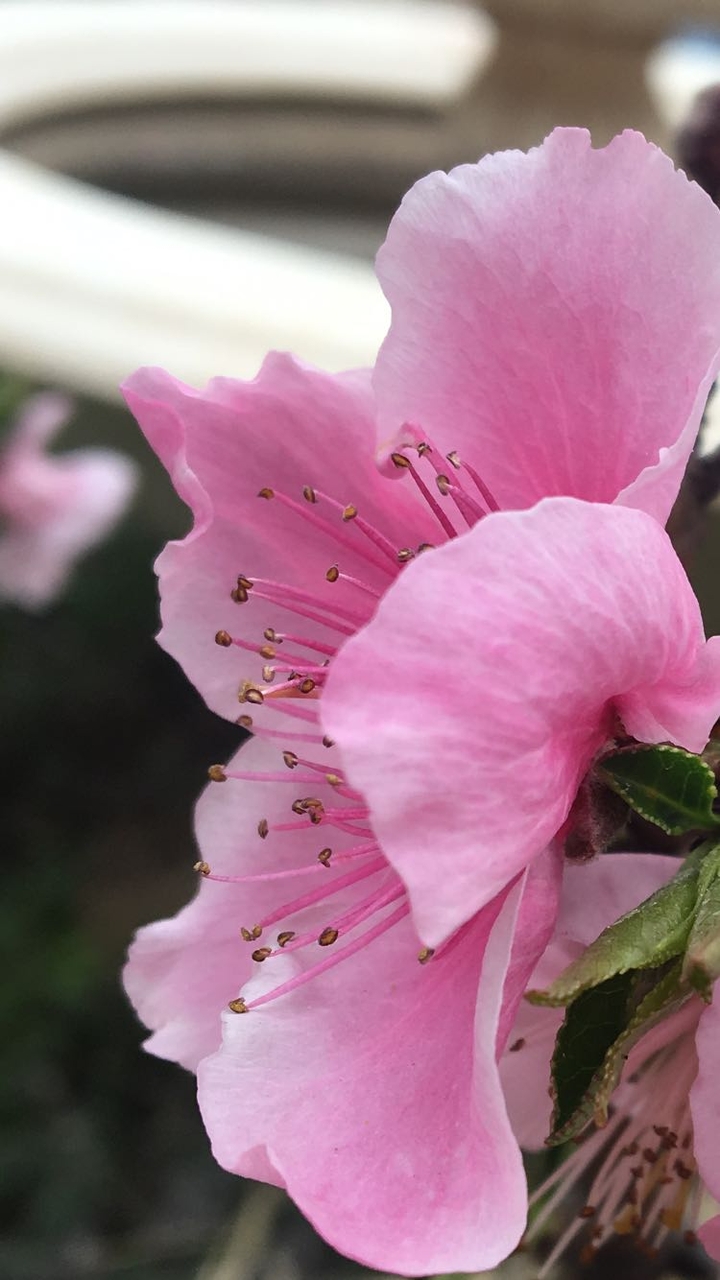 blossom