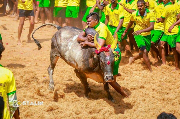 jallikattu