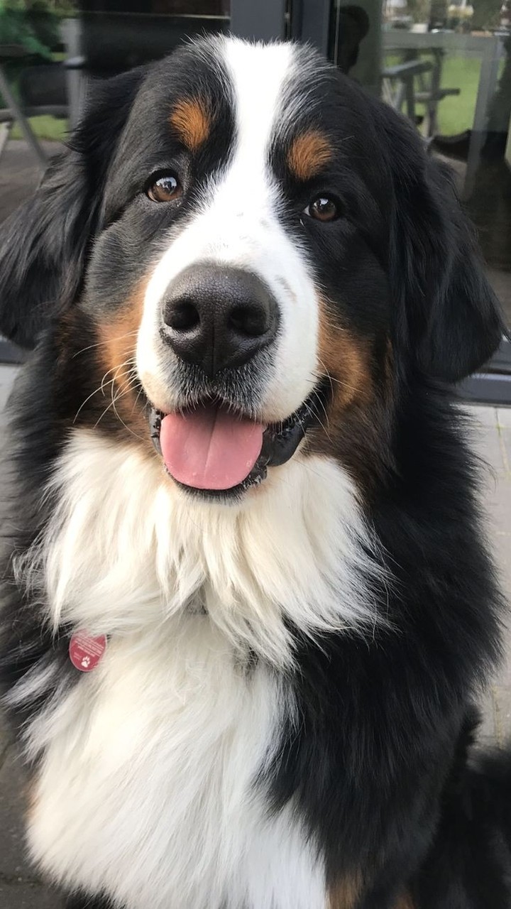 cães ??