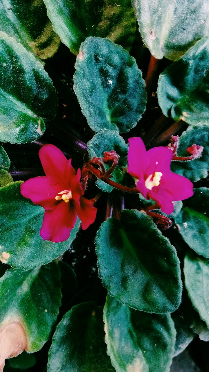 flower 