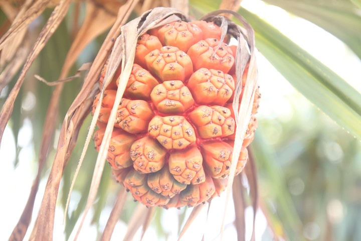 ???? Unknown fruit