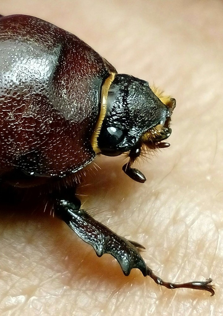 beetle
