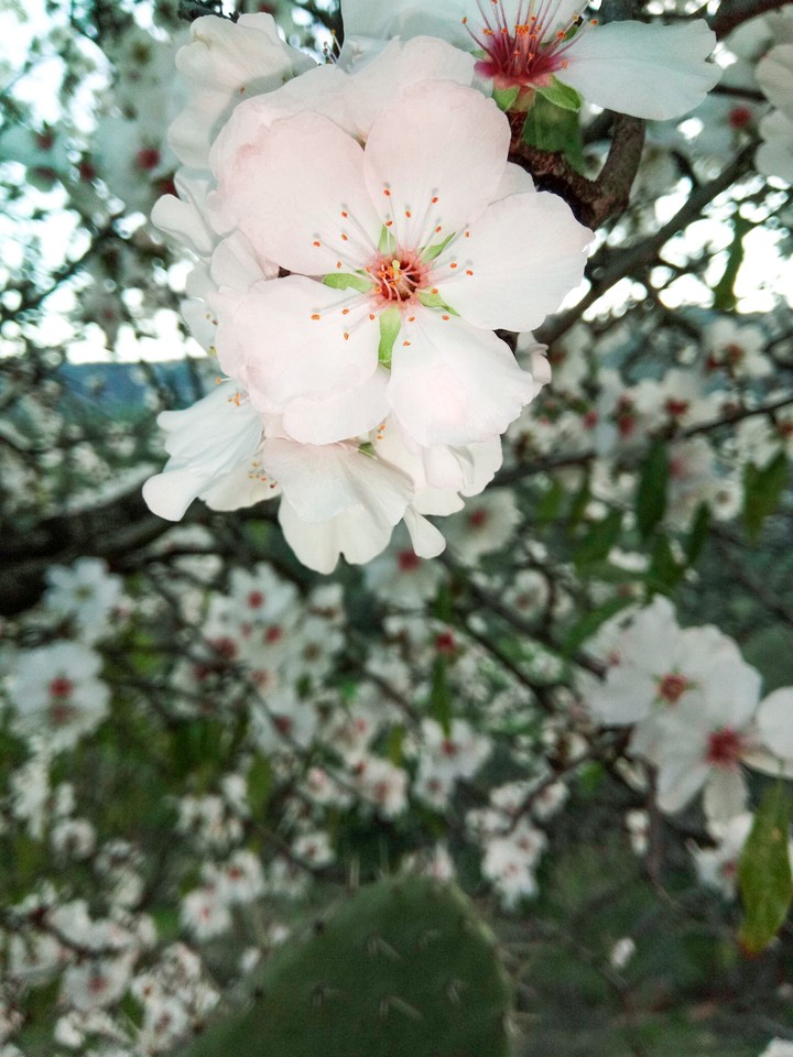 زهور