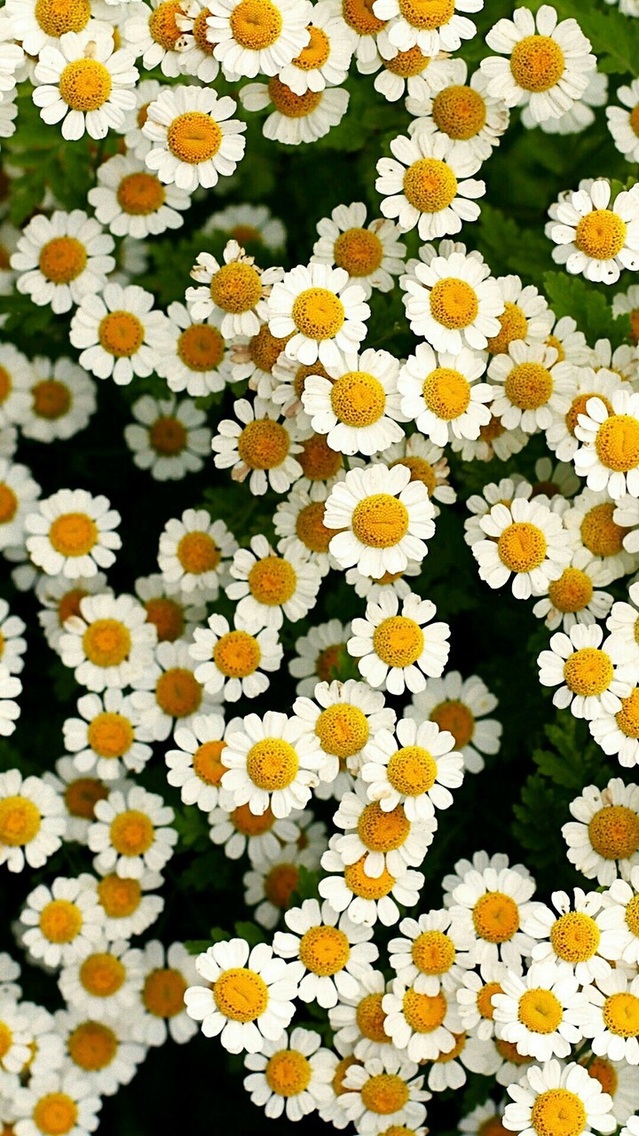 زیبایی