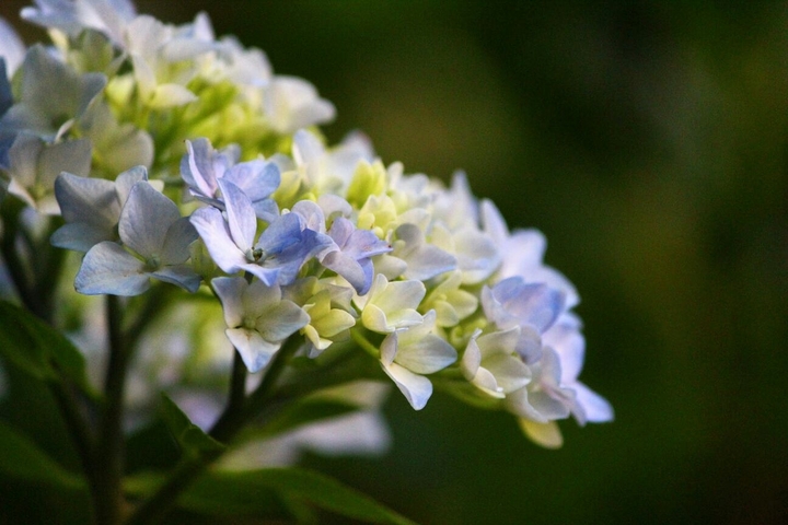 pretty little flowers