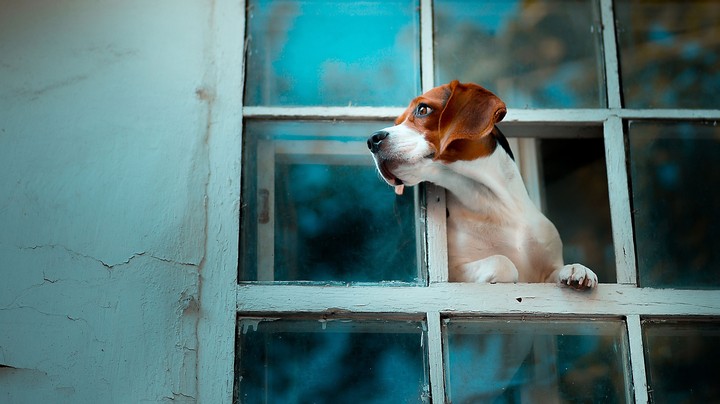 dog
